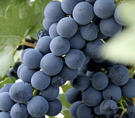 vignobles vin rouge bodegas riojanas